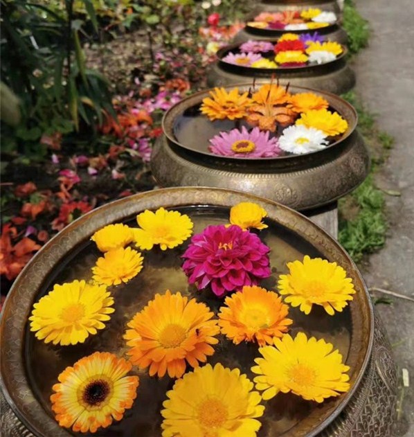 波密仁青花朵_副本